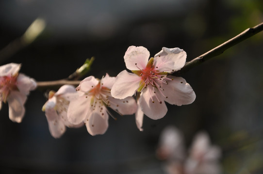 桃花