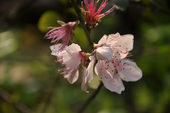 桃花 花瓣 粉色 粉色花瓣 花