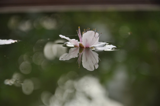 桃花 花瓣 粉色 水中飘落