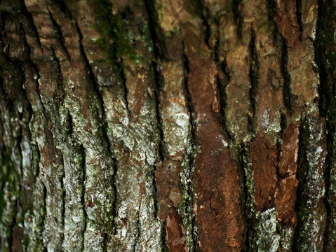 干燥树皮 水杉树皮 纹理素材