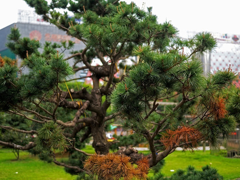 松树 松针 松树盆景