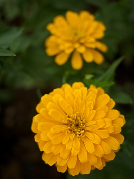 黄色菊花 黄色 秋菊