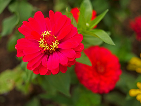 红色菊花 红色 秋菊