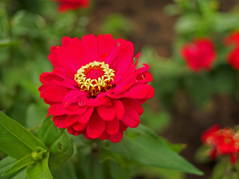 红色菊花 红色 秋菊