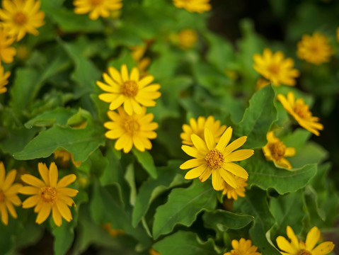 美兰菊 黄色菊花 小黄花