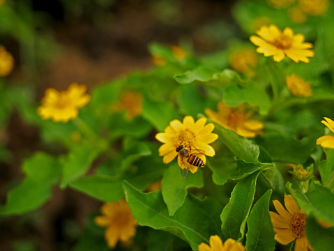 蜜蜂 美兰菊 黄色菊花 小黄花