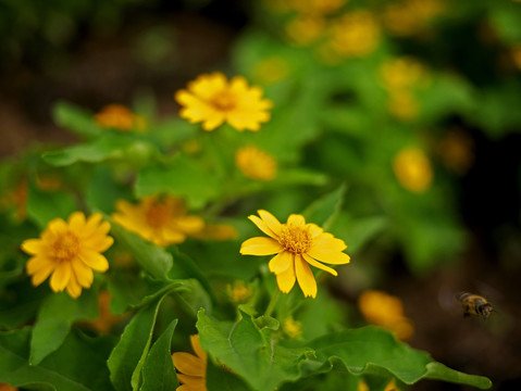 美兰菊 黄色菊花 小黄花