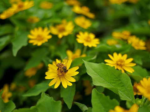 蜜蜂 美兰菊 黄色菊花 小黄花