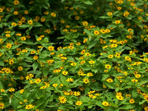 美兰菊 黄色菊花 小黄花