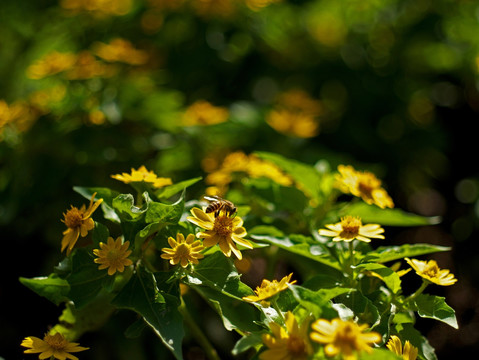 蜜蜂 美兰菊 黄色菊花 小黄花