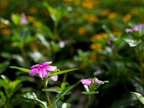 长春花 日日春 紫红色花 玫红