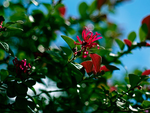 红花檵木 红继木 阳光绿叶红花