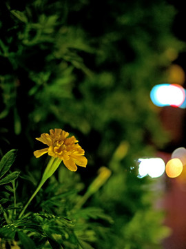 小种万寿菊 黄菊花 夜景 夜色