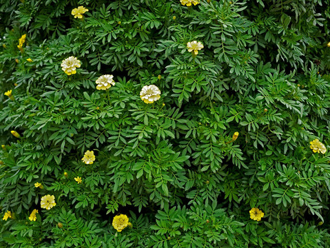 小种万寿菊 黄色菊花 黄秋菊