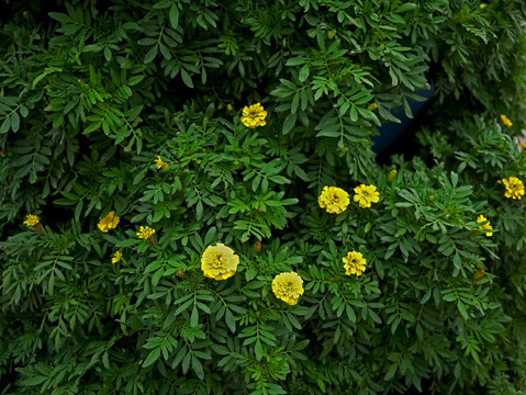 小种万寿菊 黄色菊花 黄秋菊