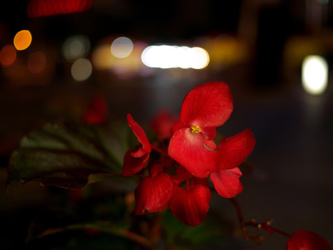 四季海棠 夜景 光斑虚化