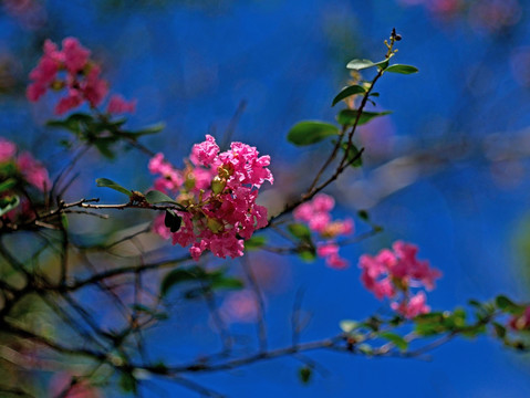 紫薇 紫红色花 阳光绿叶