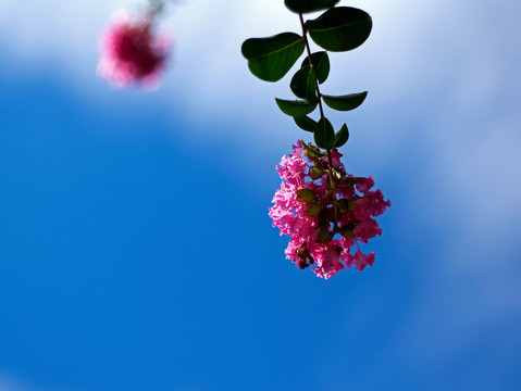 紫薇 紫红色花 阳光绿叶红花