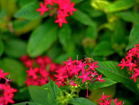 蜜蜂 繁星花 红色小碎花