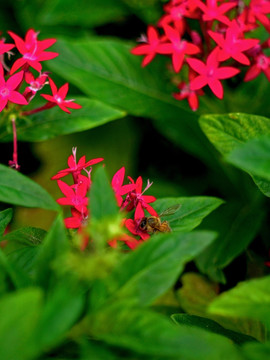 蜜蜂 繁星花 红色小碎花