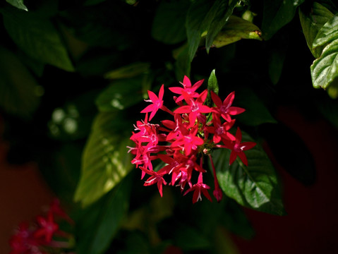 繁星花 红色小碎花 五星花