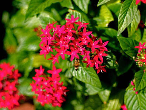 蜜蜂 繁星花 红色小碎花