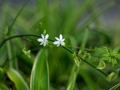 吊兰花 两朵 白色小花