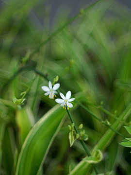 吊兰花 白色小花