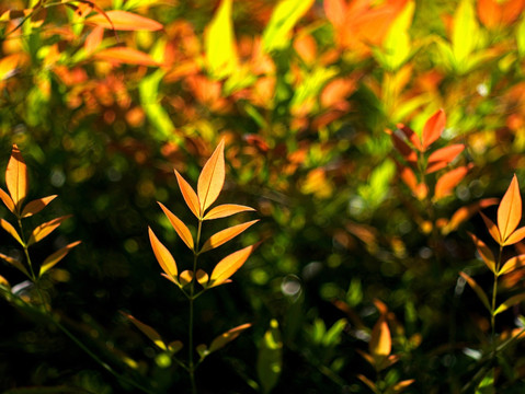 阳光下的秋天黄叶 红叶