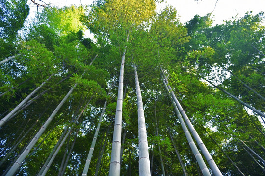 竹林