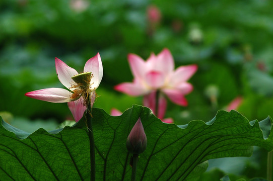 荷花