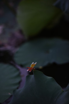 荷花 蜻蜓