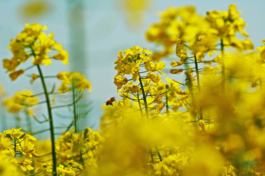 油菜花