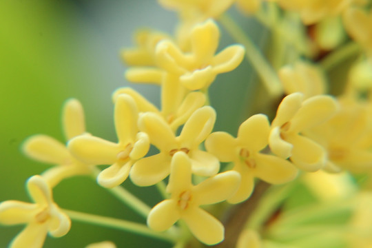 桂花 桂花背景 黄色桂花 花朵