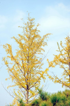 银杏树  黄树叶
