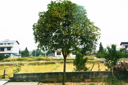 桂花
