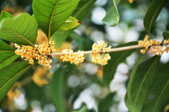 桂花