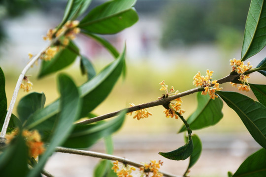 桂花