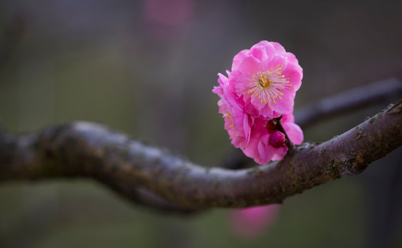 梅花