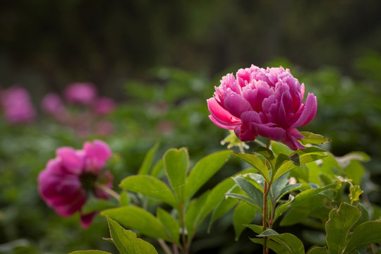 芍药花