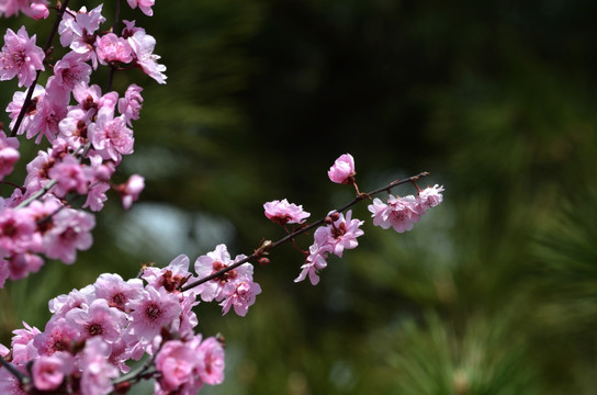 梅花