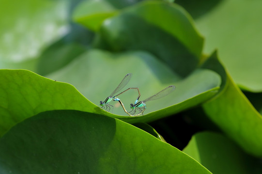 蜻蜓交配