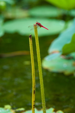 红蜻蜓