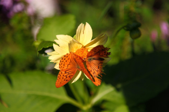 蝴蝶 花卉