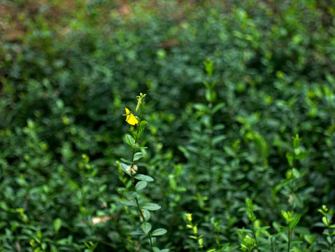 绿色灌木丛 黄粉蝶 背景素