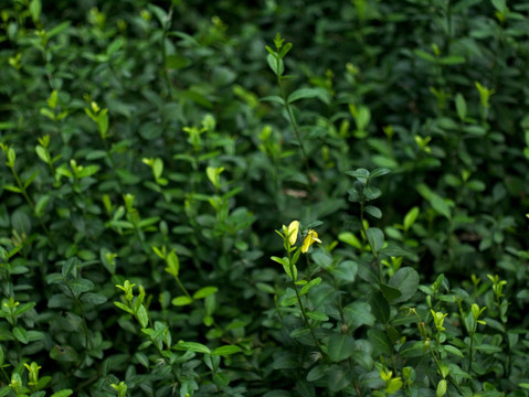 绿色灌木丛 黄粉蝶 背景素材