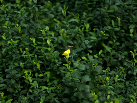 绿色灌木丛 黄粉蝶 背景素材