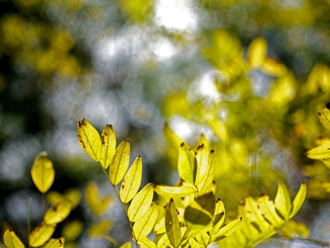 阳光下的植物黄叶 秋天黄叶