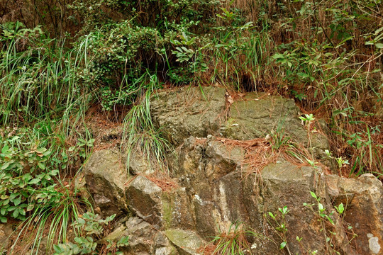 山石 蕨类植物 植物背景