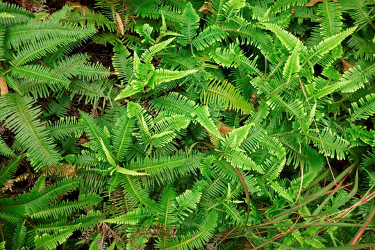 蕨类植物 森林地表 背景素材